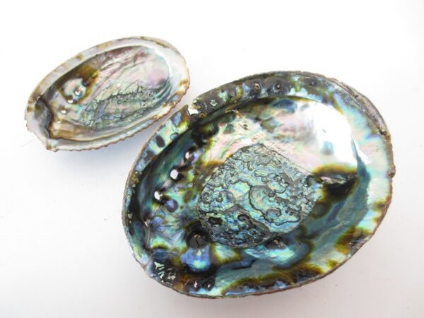 Abalone Shell Grohandel