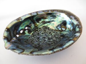 Abalone Shell Grohandel