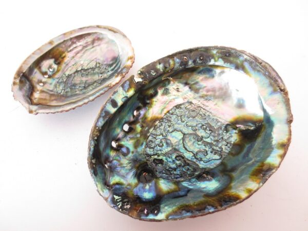 Abalone Shell Grohandel