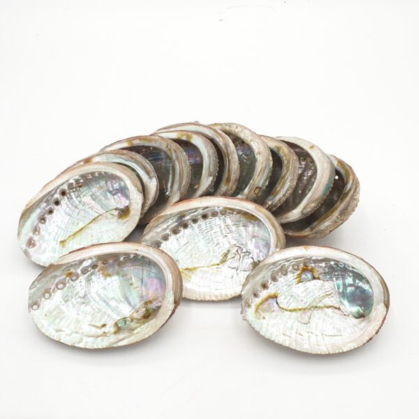 Grohandel - Abalone Shell Mini