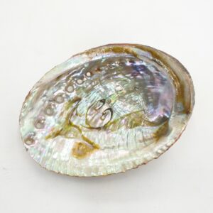 Grohandel - Abalone Shell Mini