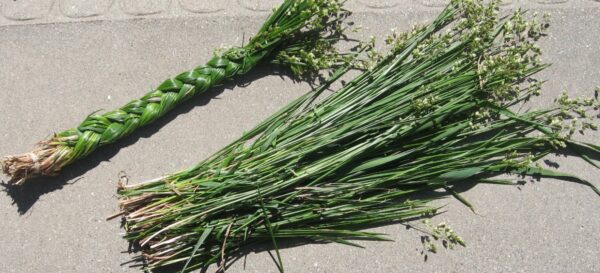 Grohandel - Sweetgrass AA Qualitt (2 x 60-70 cm)