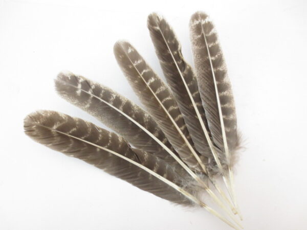 White Sage Smudge Feather Grohandel