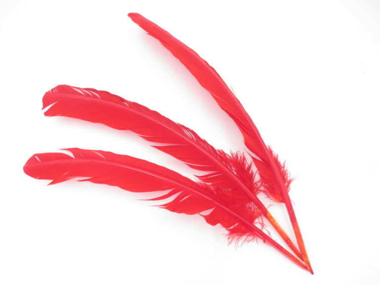 Weier Salbei-Fleckfeder rot (3 Stck)