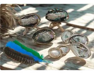 Abalone-Muschel und Zubehör
